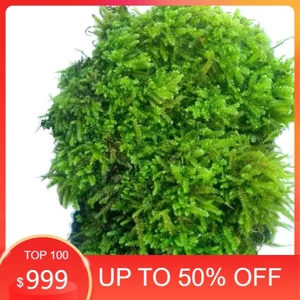 ( Rêu Wepping siêu bám đá Trang Trí Terarium, Bán Cạn Sân Vườn )