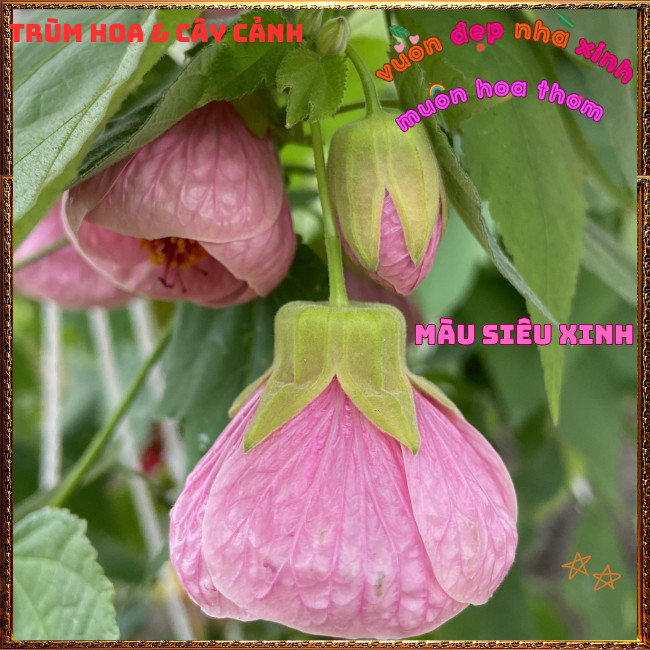 Chậu Hoa Bụp Lồng Đèn HỒNG VŨ KHÚC Râm Bụt Chuông Tuyệt Đẹp Dễ Trồng️📩 Hoa Mười Giờ Bonsai & Phụ Kiện