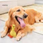 Đồ chơi cho chó dây hình động vật bền bỉ - Cà rốt nhai Tug of War dành cho chó nhỏ vừa chơi chó con ngoài trời trong nhà Giữ chó bận rộn và tham gia Đồ chơi nhai cho chó
