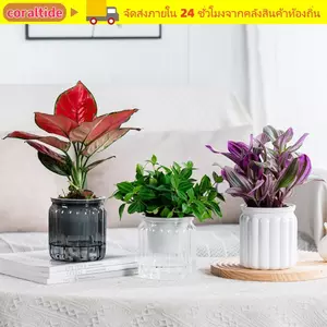 Chậu hoa CORALTIDE, Chậu cây thủy canh có thể tháo rời bằng nhựa, Chậu trồng cây mọng nước Mini tự tưới nước Bình để bàn