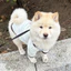 Quần Áo Thú Cưng Sữa Trắng Sọc Vest Chó Nhỏ Teddy Bichon Corgi Xuân Hè Áo Mỏng Thoáng Khí Hai Chân Quần Áo