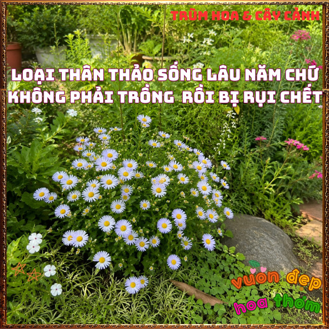 Chậu Hoa NGÔI SAO XANH Cúc Ánh Tím Đẹp Thơ Mộng Siêu Dễ Trồng ️📩 Hoa Mười Giờ Bonsai & Phụ Kiện