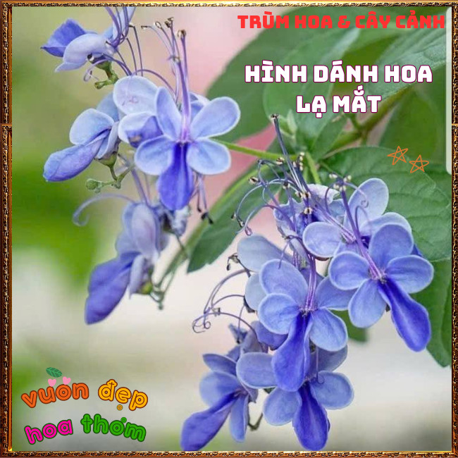Chậu Hoa Bướm Xanh Thanh Điệp Từng Chùm Siêu Đẹp Nở Quanh Năm️📩 Hoa Mười Giờ Bonsai & Phụ Kiện