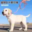 【Ready Stock】 Pet Dog Hand Holding Rope Medium Large Dog Dog Chain Corgi Small Dog Teddy Collar Leash Set Xgne