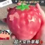 Giả Đổi Màu Dâu Pinch Nhạc Lỗ Thông Hơi Bóng Tay Pinch Giải Nén Văn Phòng Sinh Viên Nhà Chợ Đêm 5.4