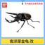 Hàng có sẵn BANDAI Capsule Toy Sinh học Sách minh họa lớn Beetle 10 Rhinoceros Beetle Unicorn Pocket Worm Trang trí E42B
