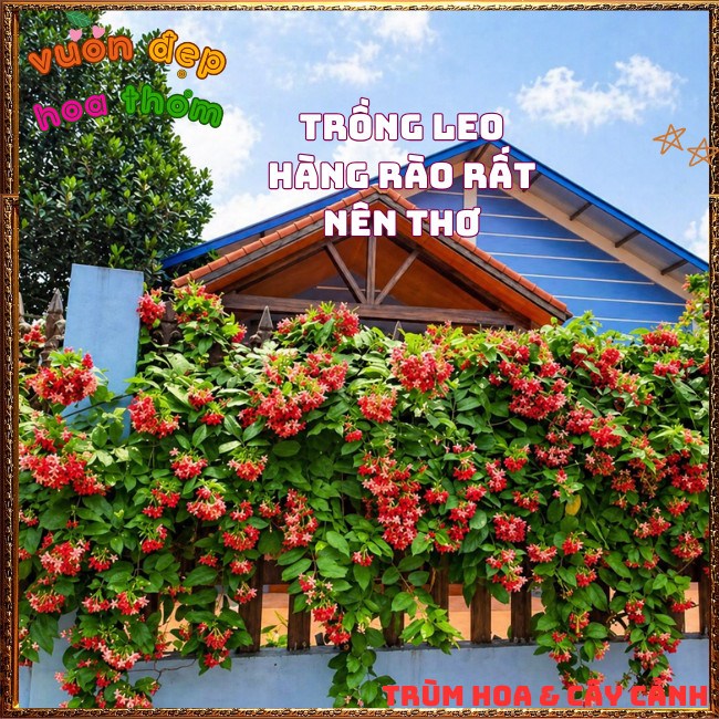 Chậu Hoa SỬ QUÂN TỬ CÁNH KÉP Leo Nhanh Thơm Nhẹ Từng Chùm Đổi Màu ️📩 Hoa Mười Giờ Bonsai & Phụ Kiện