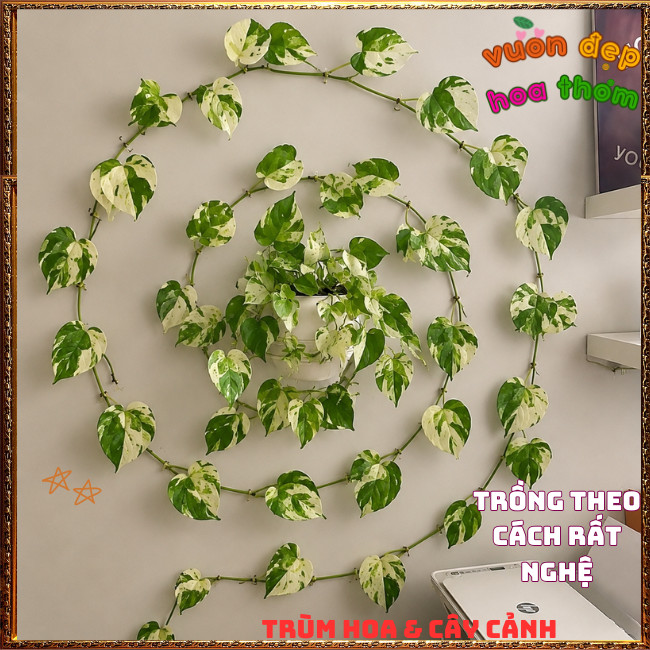 Chậu Trầu Bà Ngọc Bích Lá Cẩm Thạch Hình Tim Siêu Sang ️📩 Hoa Mười Giờ Bonsai & Phụ Kiện