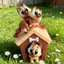 < Pluscloth > Bức tượng ngôi nhà chó Mini in 3d có khớp di chuyển – Tượng chó con dễ thương Đồ chơi thần tài giảm căng thẳng Văn phòng tại nhà Trang trí máy tính để bàn cho người mua Đông Nam Á Fidget Do