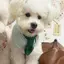 Chó Mèo Thú Cưng Nước Bọt Khăn Yếm Trang Trí Dễ Thương Yếm Búp Bê Cổ Khăn Nước Bọt Khăn Chó Lớn Chó Con