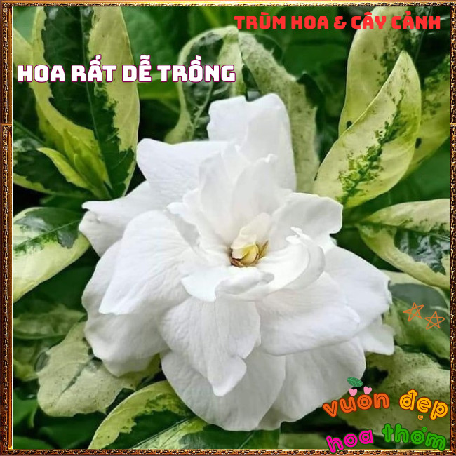 Chậu Hoa DÀNH DÀNH CẨM THẠCH Cánh Kép Thơm Lâu Lá Gấm Lạ Mắt Nở Liên Tục ️📣Hoa Mười Giờ Bonsai & Phụ Kiện