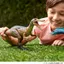 Mattel Jurassic World Big Action! Suchomimus Kids Figure Dinosaur Toy, Large Moving, Total Length: Approximately 34.4 cm, for Ages 4 and Up, Brown JCL73