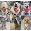 Chó Nước Bọt Mèo Samoyed Samo Shiba Inu Chó Phong Cách Mới Cho Chó Khăn Hoạt Hình Chó Khăn Hình Tam Giác