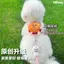 【Ready Stock】 Handmade Hamburger Dog Hand Holding Rope Cat Chest Strap Go out Reinforcement Anti-off Pet Supplies Anti-Lost Walking Dog auIH