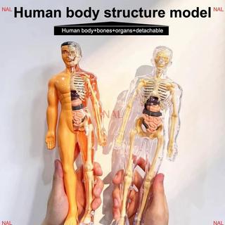 [NA] Bộ xương người 3D Giải phẫu nội tạng Bộ mô hình khoa học Trẻ em Mô hình giáo dục cơ thể Mô phỏng có thể tháo rời Mô hình lắp ráp nội tạng DIY MỚI