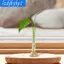 Bình Hoa Mini Trong Suốt Chậu Trồng Trong Suốt Nhỏ Sáng Tạo Đế Tre Giá Đỡ Cây Bình Cho Bàn Làm Việc Phòng Ngủ Phòng Khách