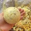 Khả năng cao Phục hồi chậm Sức mạnh cơ bắp Sức mạnh cơ bắp Một phần Sức mạnh cơ bắp Giải nén Bóng tiếng ồn DIY Handmade Thành phẩm 5.4
