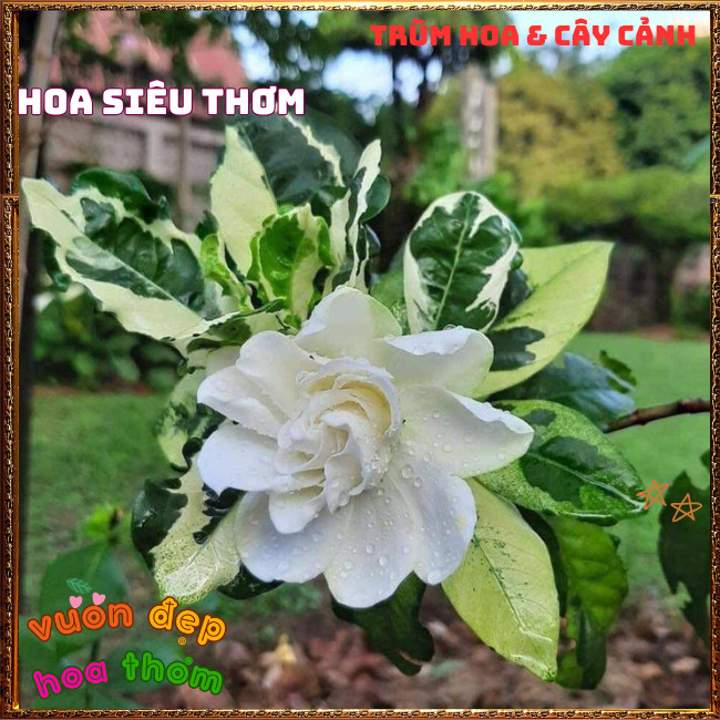 Chậu Hoa DÀNH DÀNH CẨM THẠCH Cánh Kép Thơm Lâu Lá Gấm Lạ Mắt Nở Liên Tục ️📣Hoa Mười Giờ Bonsai & Phụ Kiện