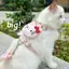 【Ready Stock】 CAT I-Shaped Model Hand Holding Rope out Anti-off Kitten Holding Dog Chest Back Cat Rope Adjustable Ragdoll Blue Cat 17f6