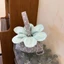 Ins Style Fresh Flower Shape Túi nhỏ Túi xách di động Túi ăn trưa Túi xách thông thường dành cho sinh viên