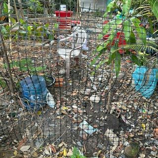 Loai 1: cao 1,5m Dài 10m, 20m, 30m Ô lưới 3x4cm. Lưới nhựa dẻo lưới nhựa nguyên sinh. Dùng làm hàng rào. Chăn nuôi gà