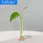 Bình Hoa Mini Trong Suốt Chậu Trồng Trong Suốt Nhỏ Sáng Tạo Đế Tre Giá Đỡ Cây Bình Cho Bàn Làm Việc Phòng Ngủ Phòng Khách