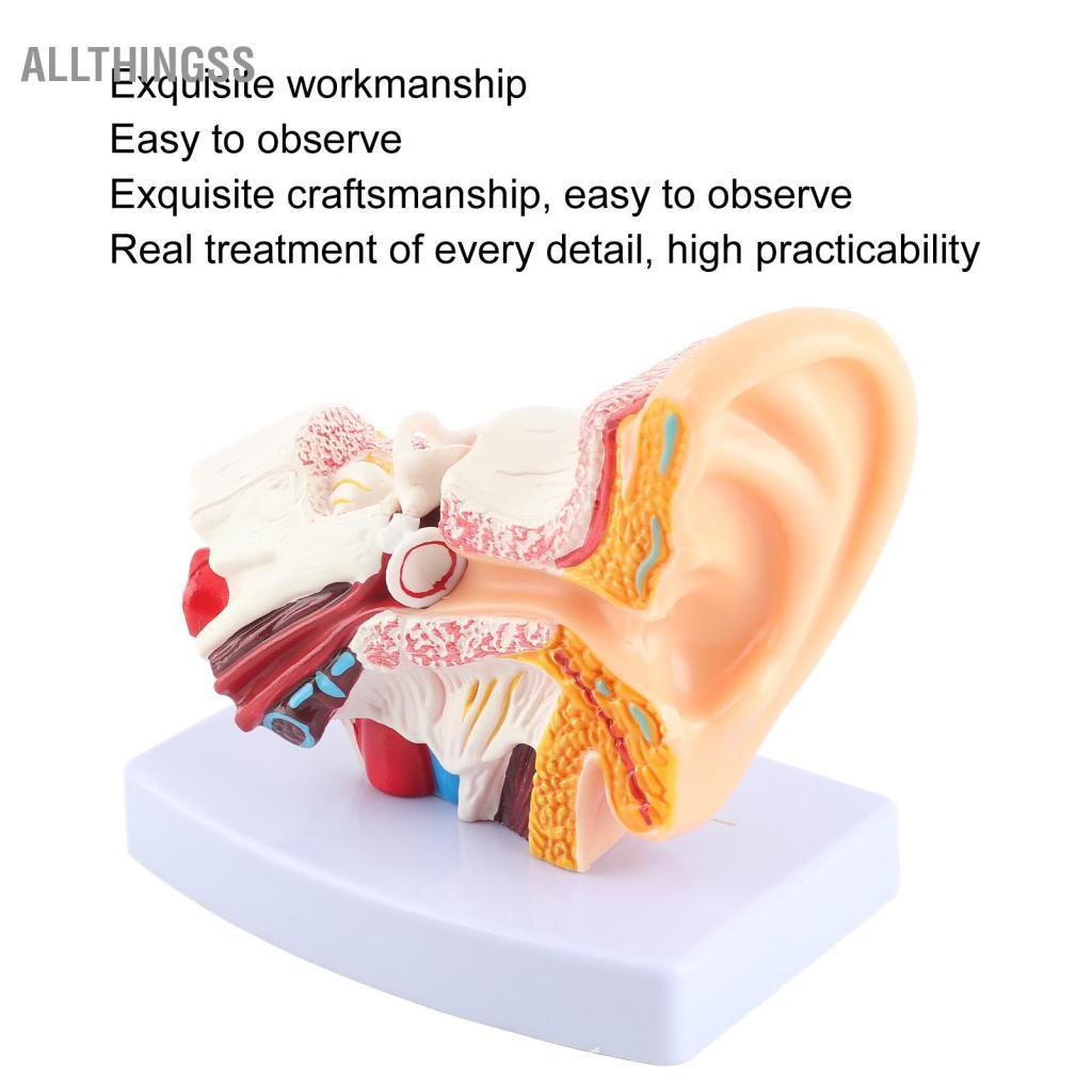 Allthingss Mô Hình Tai Giải Phẫu Khoa Học Chuyên Nghiệp Phóng Đại 1.5:1 Cho Phòng Thí Nghiệm Trường Học Bệnh Viện