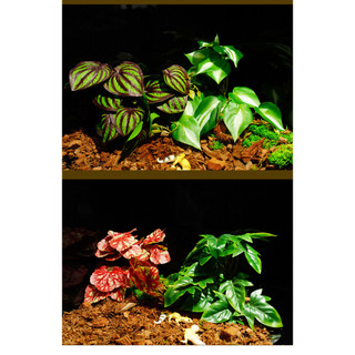 Bò sát Terrarium Cây nhân tạo Trang trí ẩn náu thực tế cho thằn lằn Tắc kè Rùa