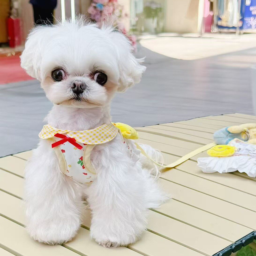 Thú Cưng Bichon Chó Mèo Hoạt Hình Dây Đeo Ngực Kéo Dây Quần Áo Chó Nhỏ Gấu Dễ Thương Mùa Xuân Mùa Hè Công Chúa Ngực Lưng