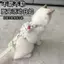 【Ready Stock】 CAT I-Shaped Model Hand Holding Rope out Anti-off Kitten Holding Dog Chest Back Cat Rope Adjustable Ragdoll Blue Cat 17f6