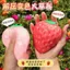 Giả Đổi Màu Dâu Pinch Nhạc Lỗ Thông Hơi Bóng Tay Pinch Giải Nén Văn Phòng Sinh Viên Nhà Chợ Đêm 5.4