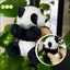 Kawaii Panda Sang Trọng Đồ Chơi Búp Bê Mềm Động Vật Gấu Trúc Kẹp Ôm Rèm Kẹp Đồ Chơi Búp Bê Đẹp