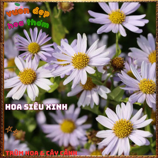 Chậu Hoa CÚC ÁNH TÍM Đẹp Như Ngôi Sao Xanh Chịu Nắng Khỏe Nở Suốt Năm📙TRUNG TÂM CÂY GIỐNG VÀ HOA