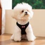 2026 Xuân Hè Teddy Bichon Thú Cưng Mỏng Quần Áo Mùa Hè Tình Yêu Áo D Khóa Đi Chơi Lực Kéo Quần Áo Con Chó Con Quần Áo Thoáng Mát