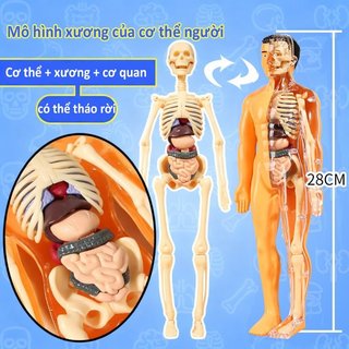 Mô hình xếp hình 3D giải phẫu con người Bộ phận có thể tháo rời Đồ chơi khoa học ABS Giáo dục trẻ em