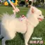【Ready Stock】 Dog Hand Holding Rope Teddy Bichon Pomeranian Anti Breaking Loose Dog Chain Dog Rope Go out Cute Dog Leash jhkl