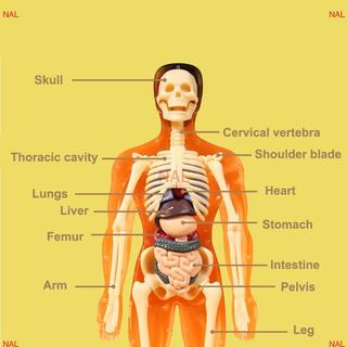 [NA] Bộ xương người 3D Giải phẫu nội tạng Bộ mô hình khoa học Trẻ em Mô hình giáo dục cơ thể Mô phỏng có thể tháo rời Mô hình lắp ráp nội tạng DIY MỚI