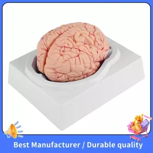 Mô hình trí não con người, Mô hình giải phẫu não con người cỡ lớn có đế trưng bày, dành cho lớp học khoa học Nghiên cứu & Giảng dạy hiển thị