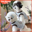 Quần Áo Cho Chó Phong Cách Hàn Quốc ins Trái Tim Thêu Áo Xuân Hè Mỏng Phong Cách Thú Cưng Mèo Bichon Schnauzer Quần Áo