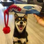 Đồ chơi cho chó Đồ chơi cho chó lớn Tug-of-War Sucker Tiêu thụ vật lý Sức mạnh thể chất trêu chọc chó Dính răng hàm Chống cắn Tự sướng