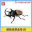 Hàng có sẵn BANDAI Capsule Toy Sinh học Sách minh họa lớn Beetle 10 Rhinoceros Beetle Unicorn Pocket Worm Trang trí E42B