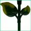 Bồn tắm chim trong vườn Khay nước trang trí hướng dương có cọc Vườn Birdbath Hydrat hóa cho sân vườn ngoài trời jiwvn
