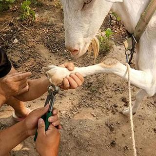 Kìm sửa chữa móng chân chuyên nghiệp Kìm cắt thép chắc chắn cho dê Cừu Bò Ngựa Farrier Dụng cụ