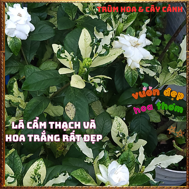 Chậu Hoa DÀNH DÀNH CẨM THẠCH Cánh Kép Thơm Lâu Lá Gấm Lạ Mắt Nở Liên Tục ️📣Hoa Mười Giờ Bonsai & Phụ Kiện