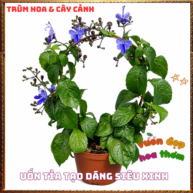 Chậu Hoa THANH ĐIỆP Tuyệt Đẹp Như Đàn Bướm Xanh Xinh Xắn ️️🍔 TRÙM HOA VÀ CÂY CẢNH