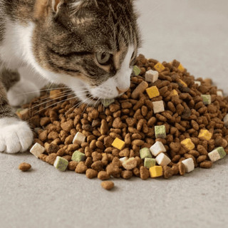 Thức ăn hạt cho mèo CAT TIGGER WILD 1KG - Công nghệ Hàn Quốc, hỗ trợ tiêu hóa & giảm búi lông