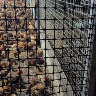 Hàng loại 1: cao  1m8 dài 10m 20m 30m. Lưới nhựa dẻo ô lưới 3x4cm. Chuyên dùng làm hàng rào chăn nuôi gà vịt