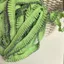 Nguyên Bản Polyester Cotton Organ Xếp Ly Chó Răng Ren DIY Phụ Kiện Tóc Scrunchy Tóc Vòng Gothic Quần Áo Cho Bé lo Váy Ô Phụ Kiện 5.7