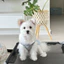 Quần Áo Cho Chó Mùa Hè Mùa Hè Mỏng Phong Cách Thoáng Khí Cho Thú Cưng Váy D Cho Mèo Đẹp Áo Vest Váy Chó Nhỏ Bichon