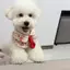 Chó Mèo Thú Cưng Nước Bọt Khăn Yếm Trang Trí Dễ Thương Yếm Búp Bê Cổ Khăn Nước Bọt Khăn Chó Lớn Chó Con